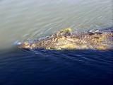 Crocodile (2) [Kakadu Natl Park] * 2048 x 1536 * (745KB)